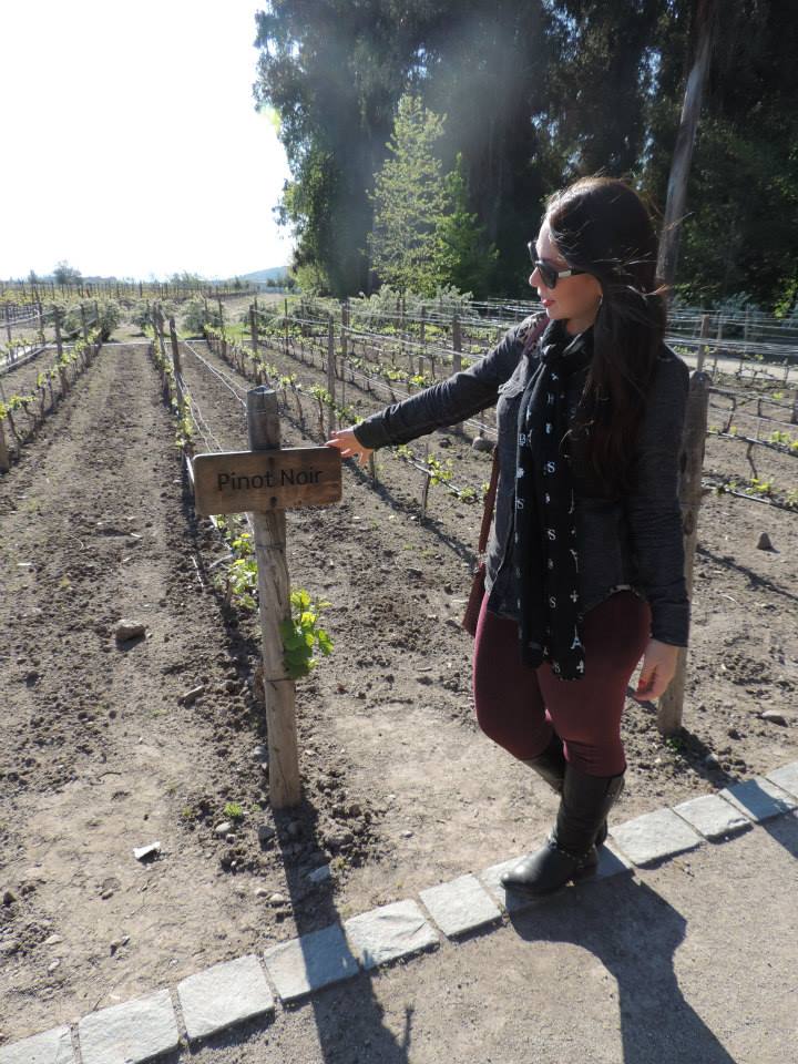 As vinhas estavam em crescimento quando fomos. Queríamos vê-las grandes.